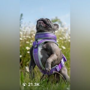 NWT Bully Billows 4cm Slip on Collar | Foam Padded - Purple XSmall OBO
